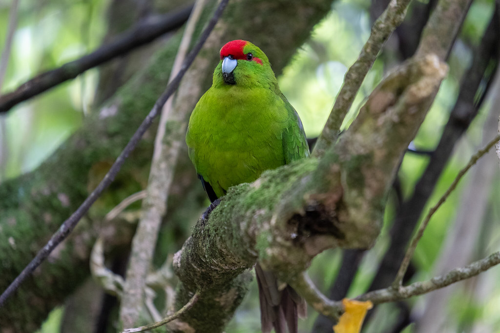 Red-crowned parakeet – Kākāriki