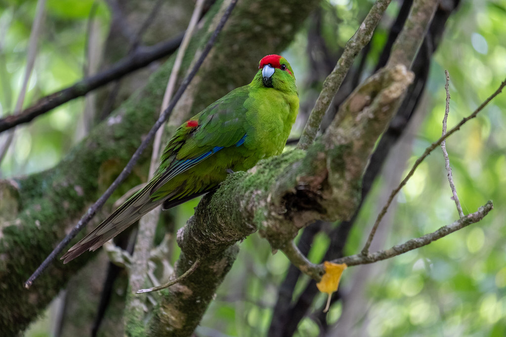 Red-crowned parakeet – Kākāriki