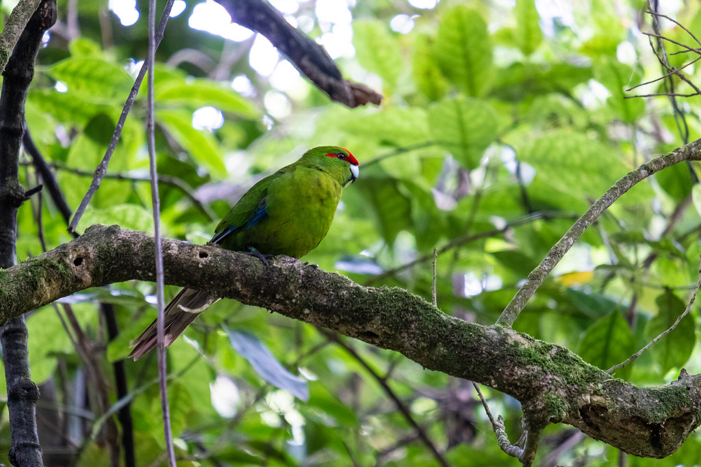 Red-crowned parakeet – Kākāriki