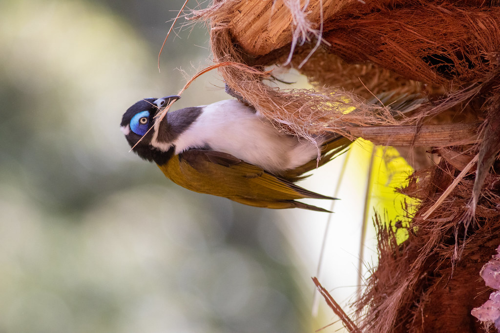 Blue-faced honeyeater