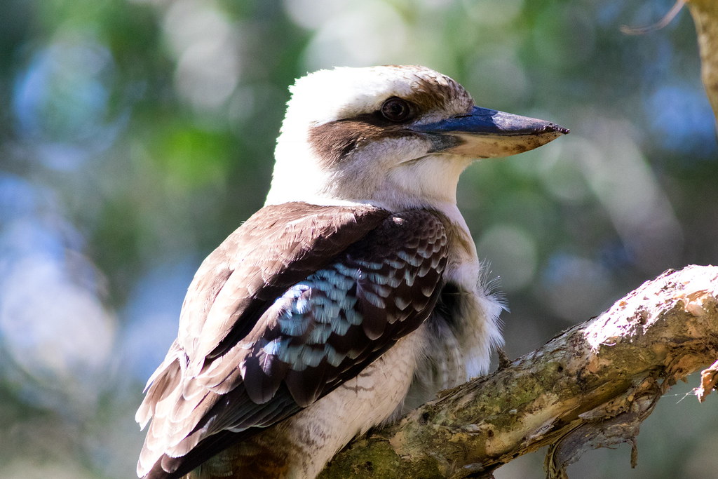 Kookaburra