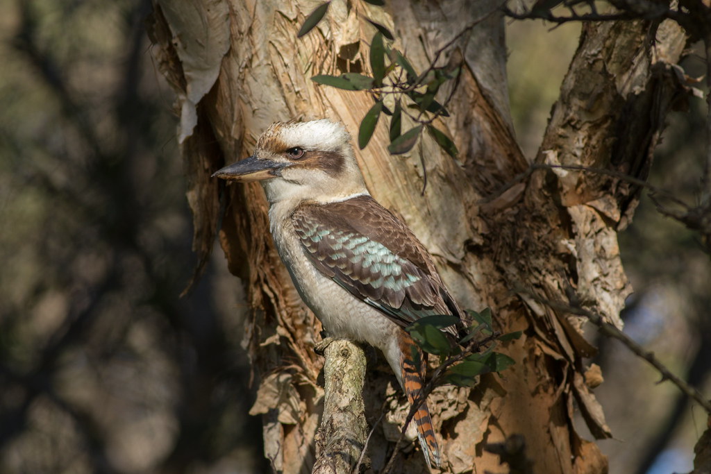 Kookaburra