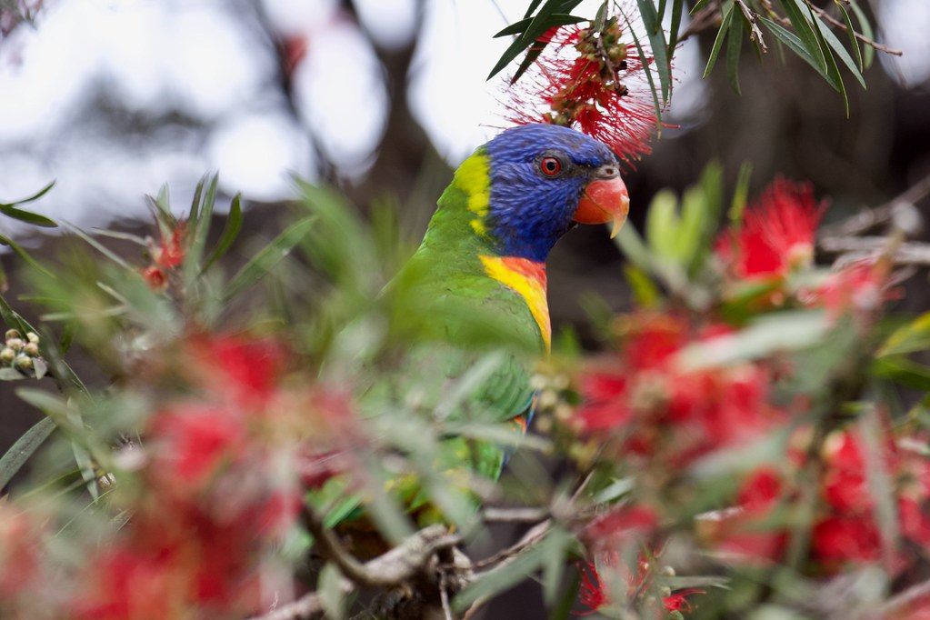 Rainbow lorikeet