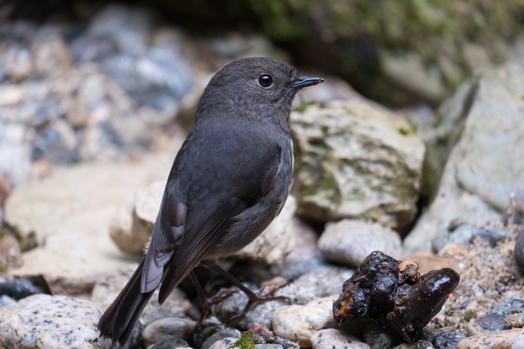 South Island robin – Toutouwai
