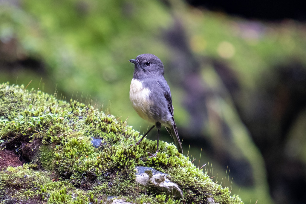 South Island robin – Toutouwai